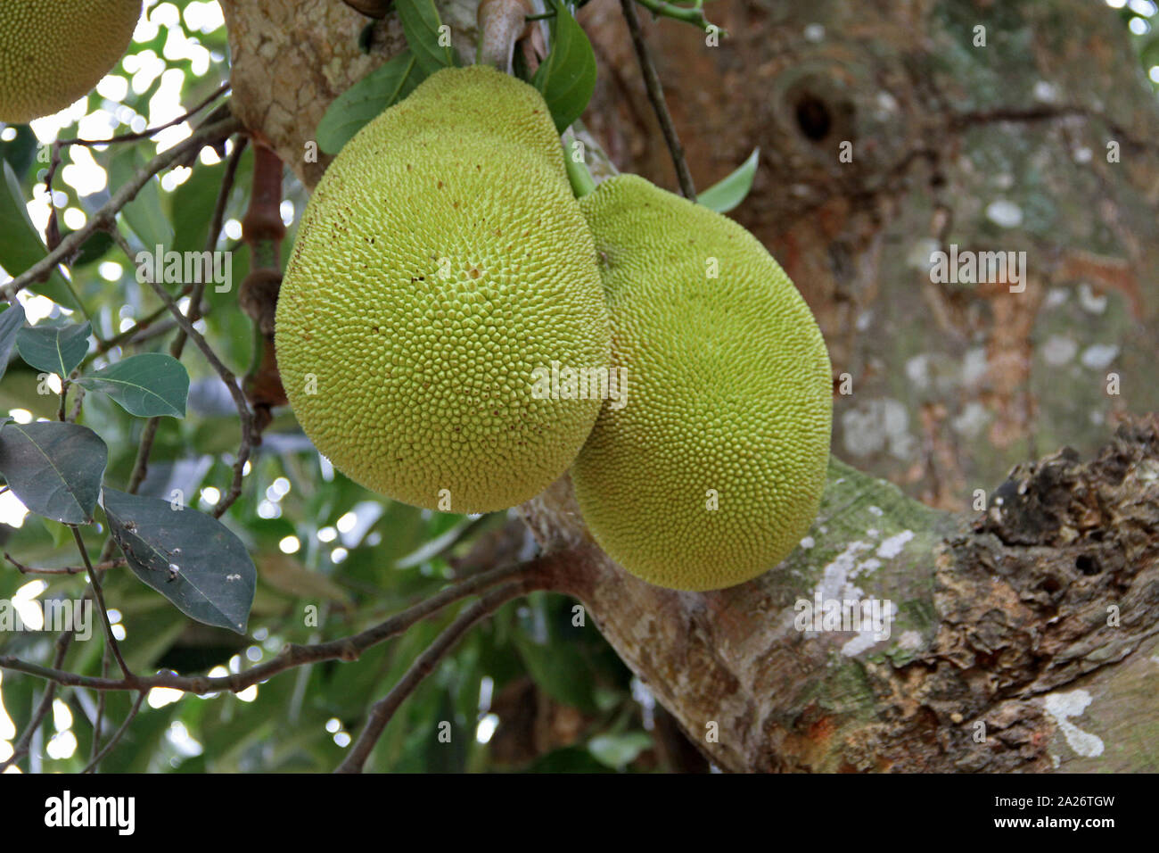 Two jackfruits in a jackfruit tree, Spice farm, Zanzibar, Unguja Island