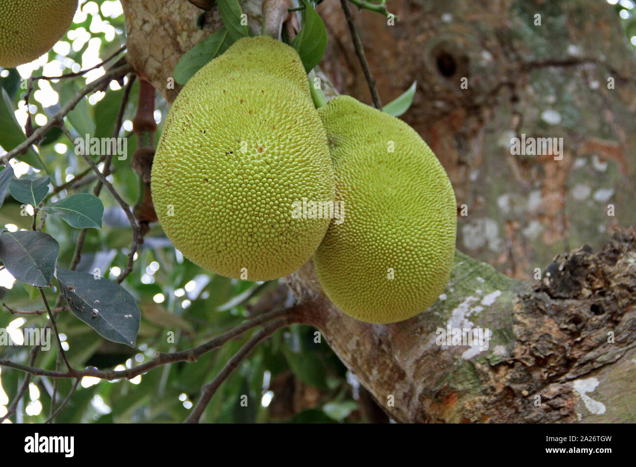 Two jackfruits in a jackfruit tree, Spice farm, Zanzibar, Unguja Island, Tanzania. Stock Photo