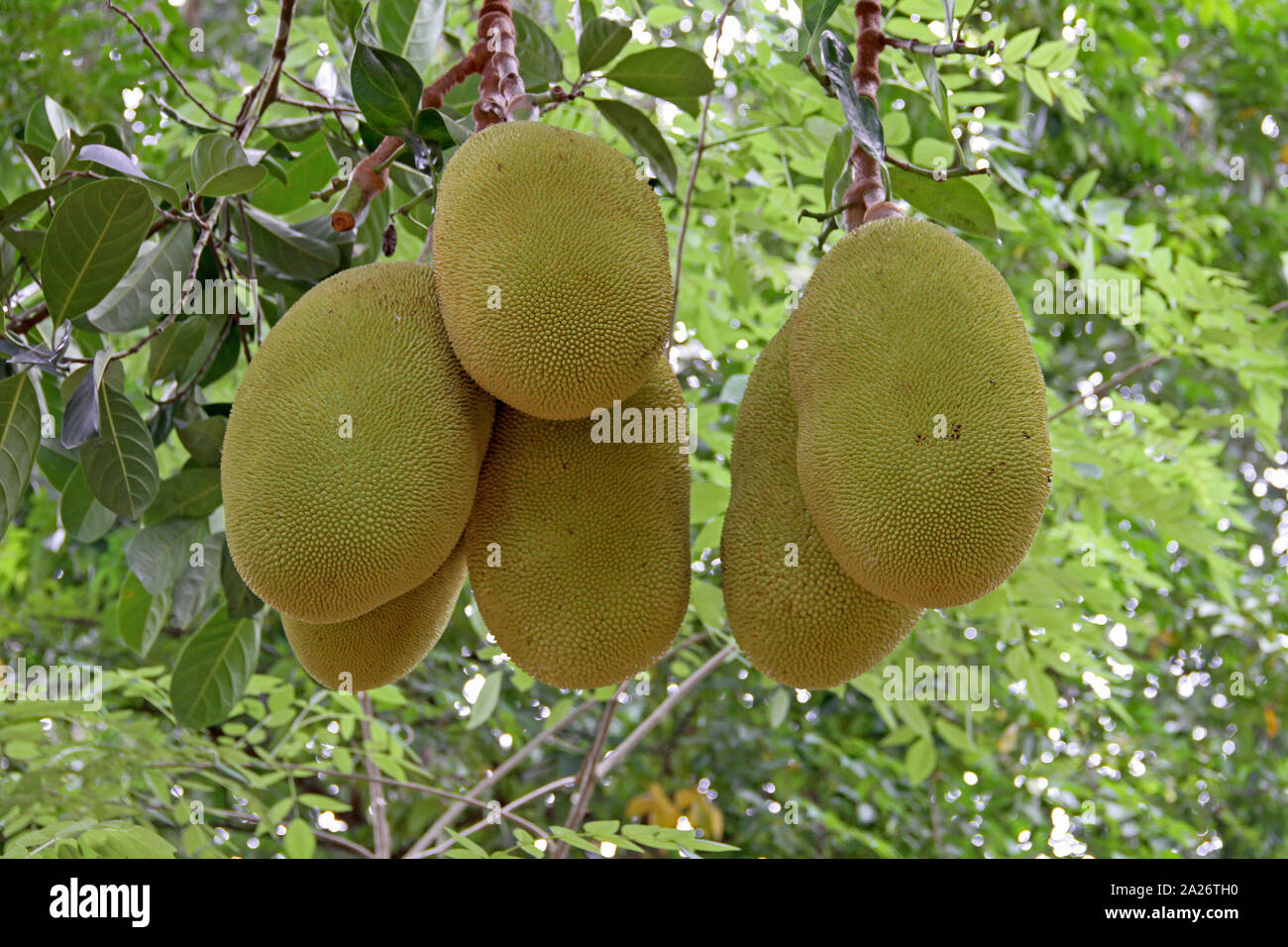 Six jackfruits in a jackfruit tree, Spice farm, Zanzibar, Unguja Island, Tanzania. Stock Photo