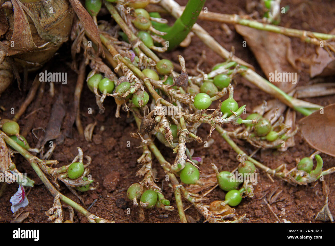 Cardamom pod seeds on plant, Spice farm, Unguja Island