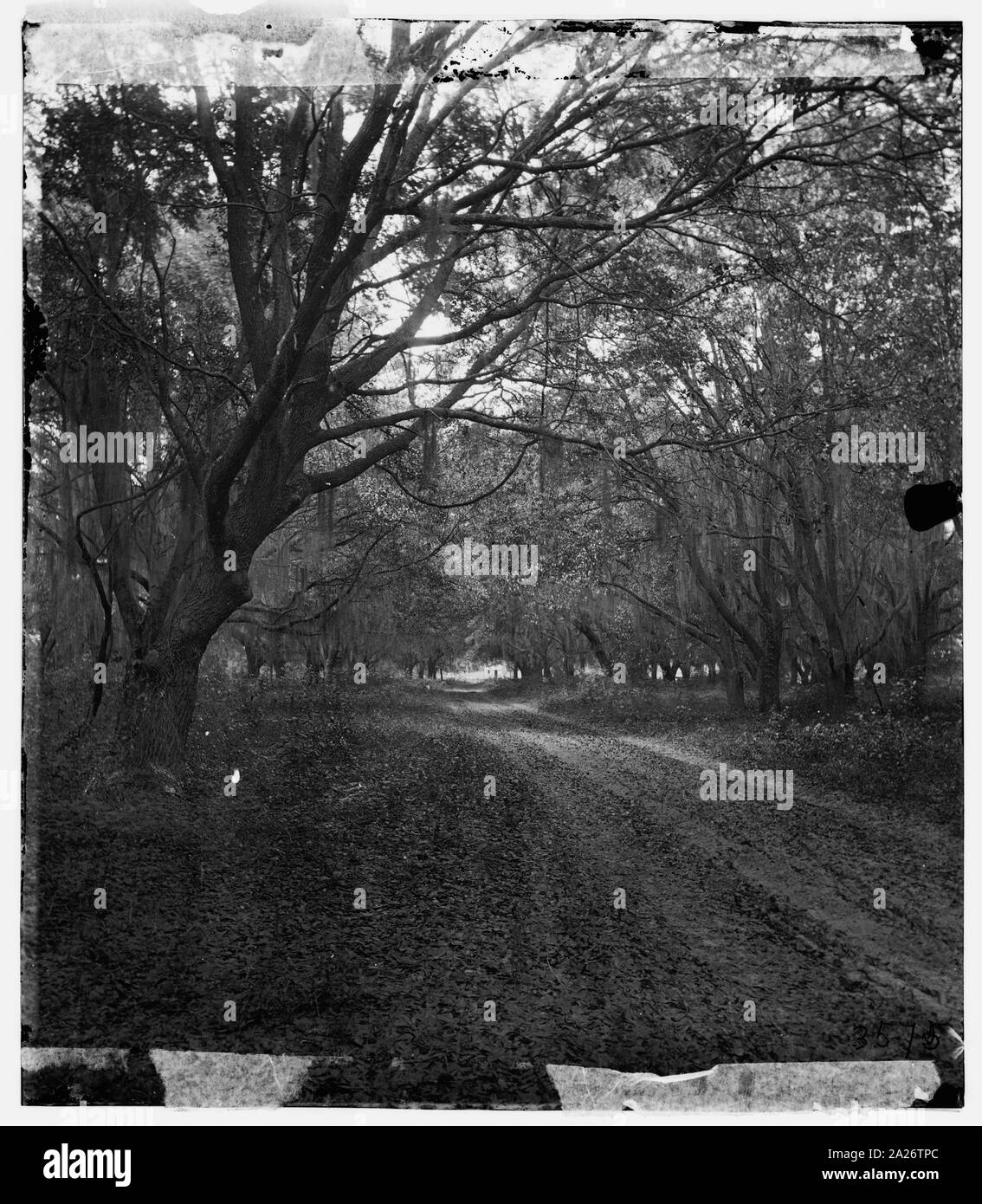 Port Royal Island, South Carolina. Road through woods Stock Photo Alamy