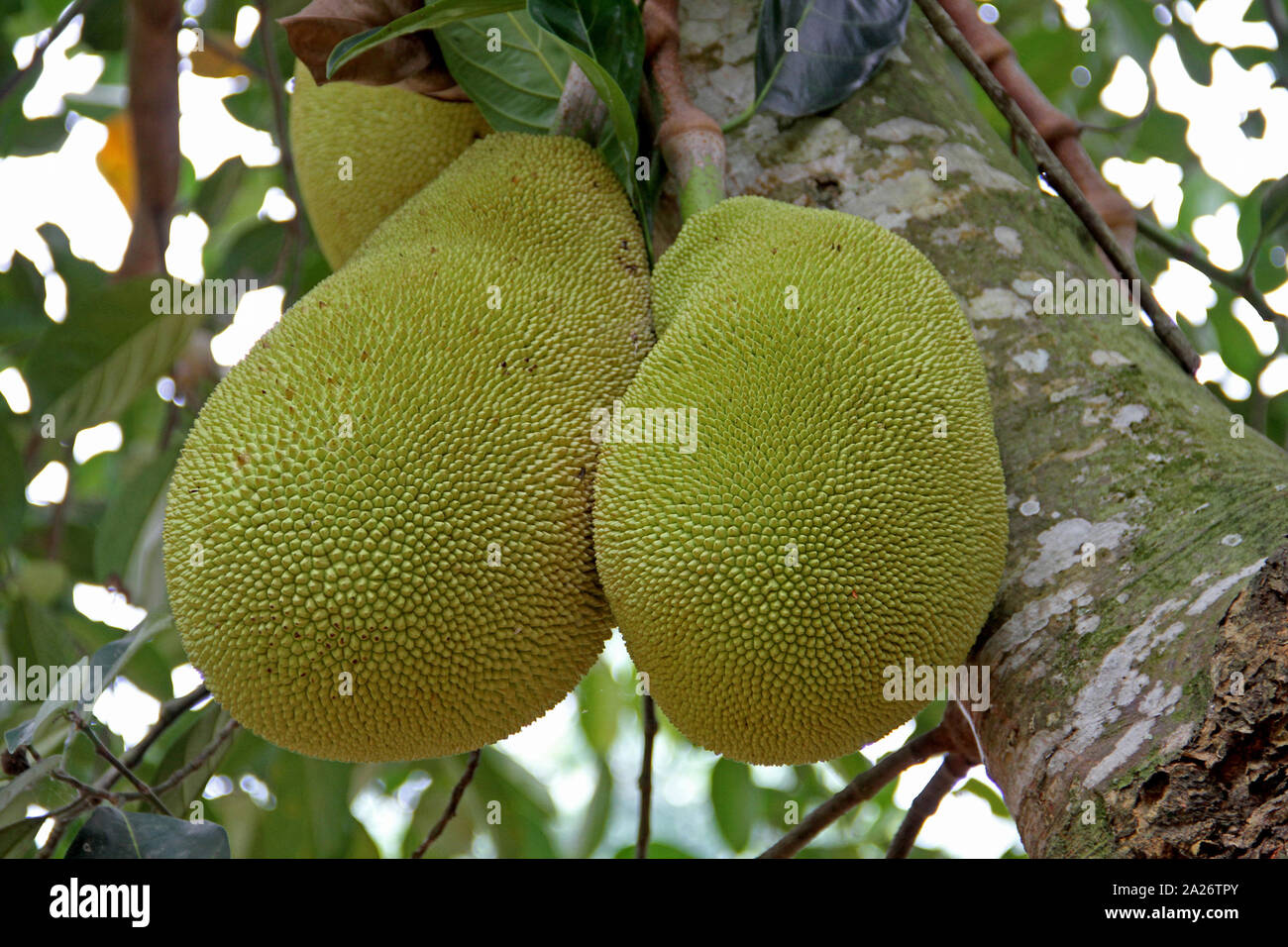 Three jackfruits in a jackfruit tree, Spice farm, Zanzibar, Unguja Island, Tanzania. Stock Photo