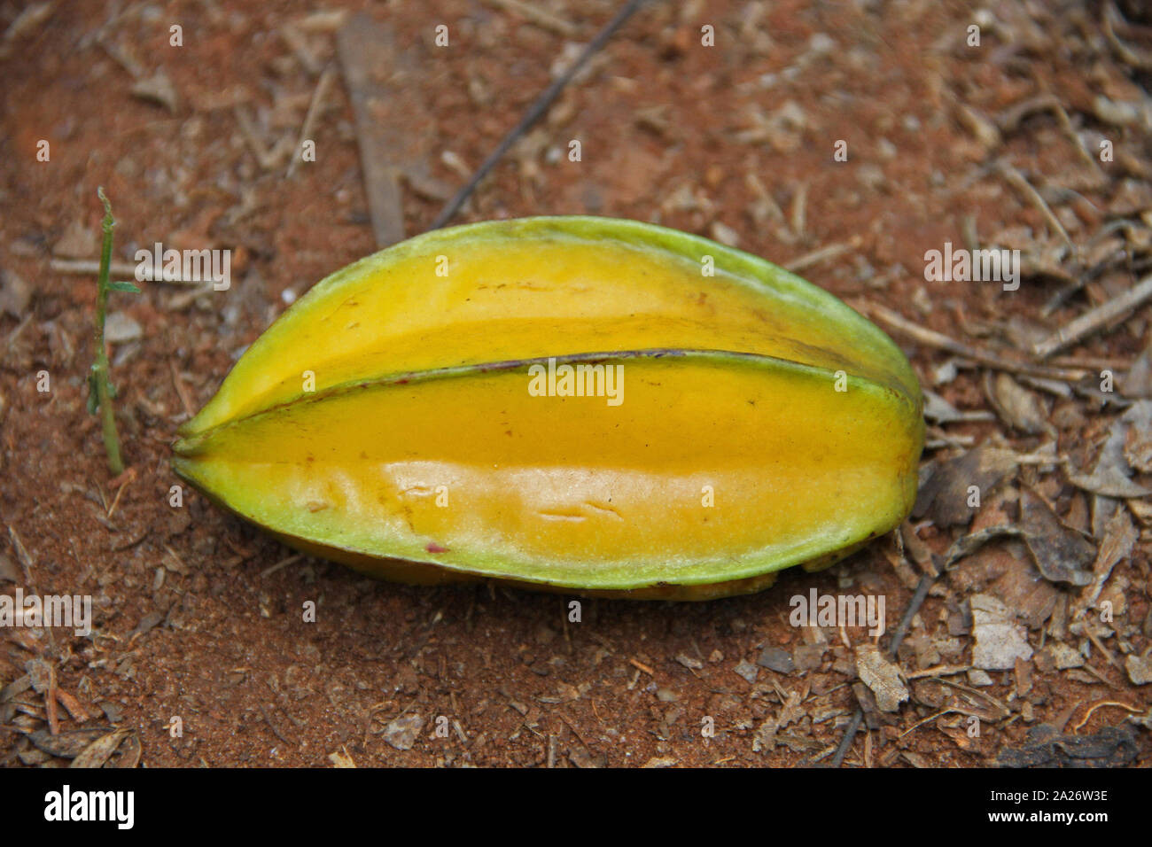 Starfruit or carambola next to a salk, on dry ground, Close-up, Spice farm; Zanzibar. Unguja Island, Tanzania. Stock Photo