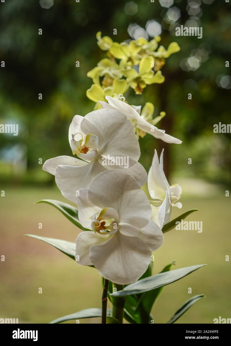 Colorful orchid with bokeh background Stock Photo