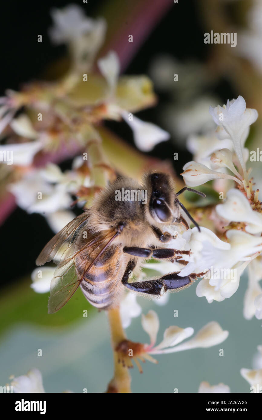 Close up bee hi-res stock photography and images - Alamy