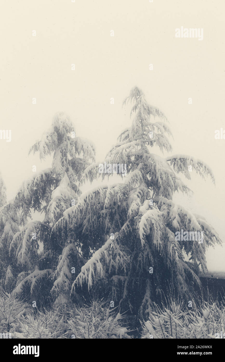 Winter landscape, pine trees in the fog Stock Photo - Alamy