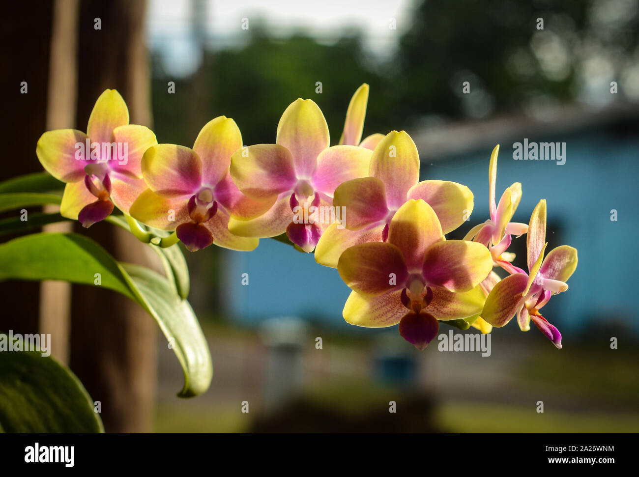 Colorful orchid with bokeh background Stock Photo