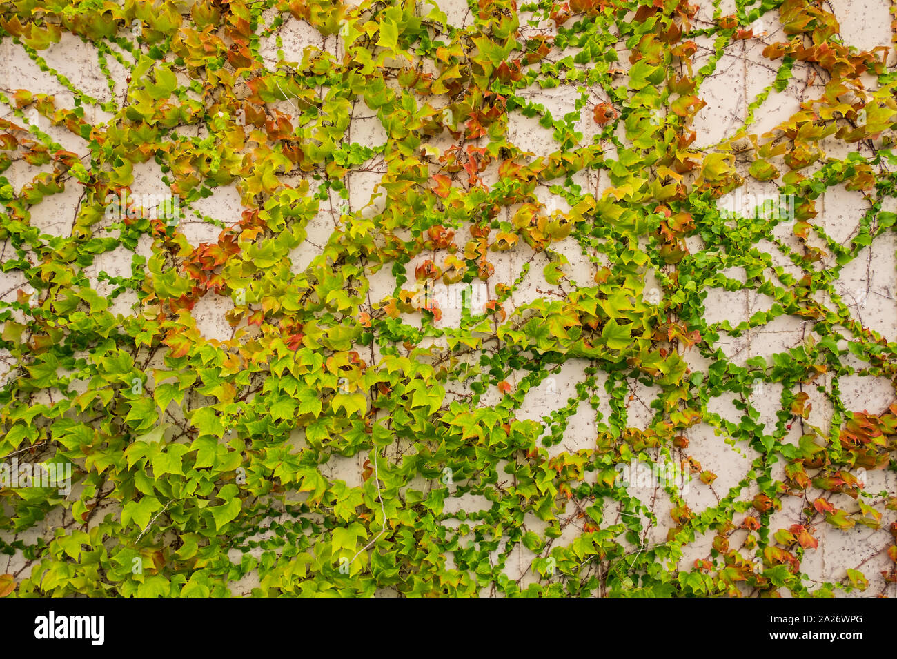 Creeper climbing a wall, growing Stock Photo Alamy