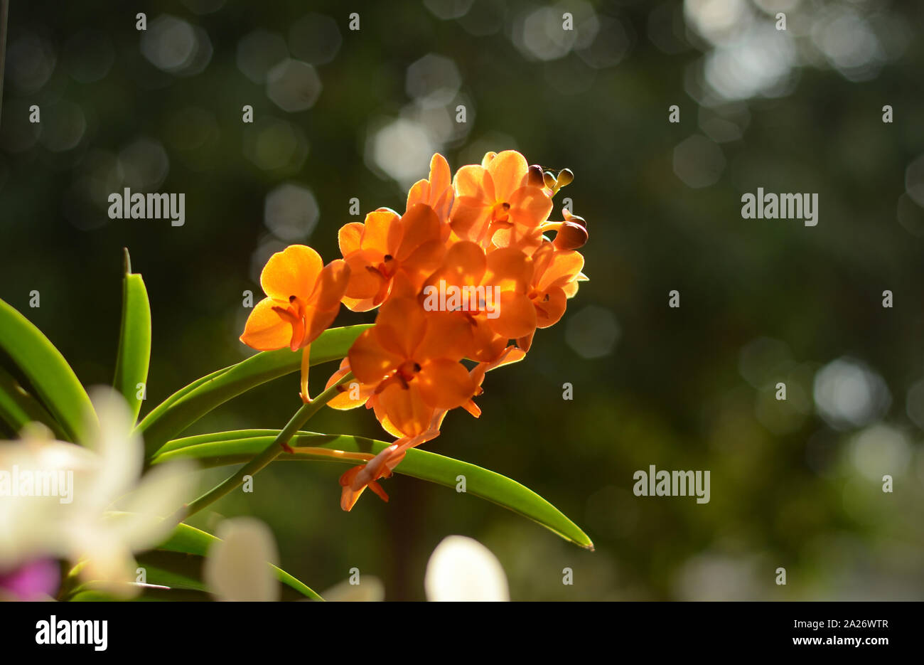 Colorful orchid with bokeh background Stock Photo