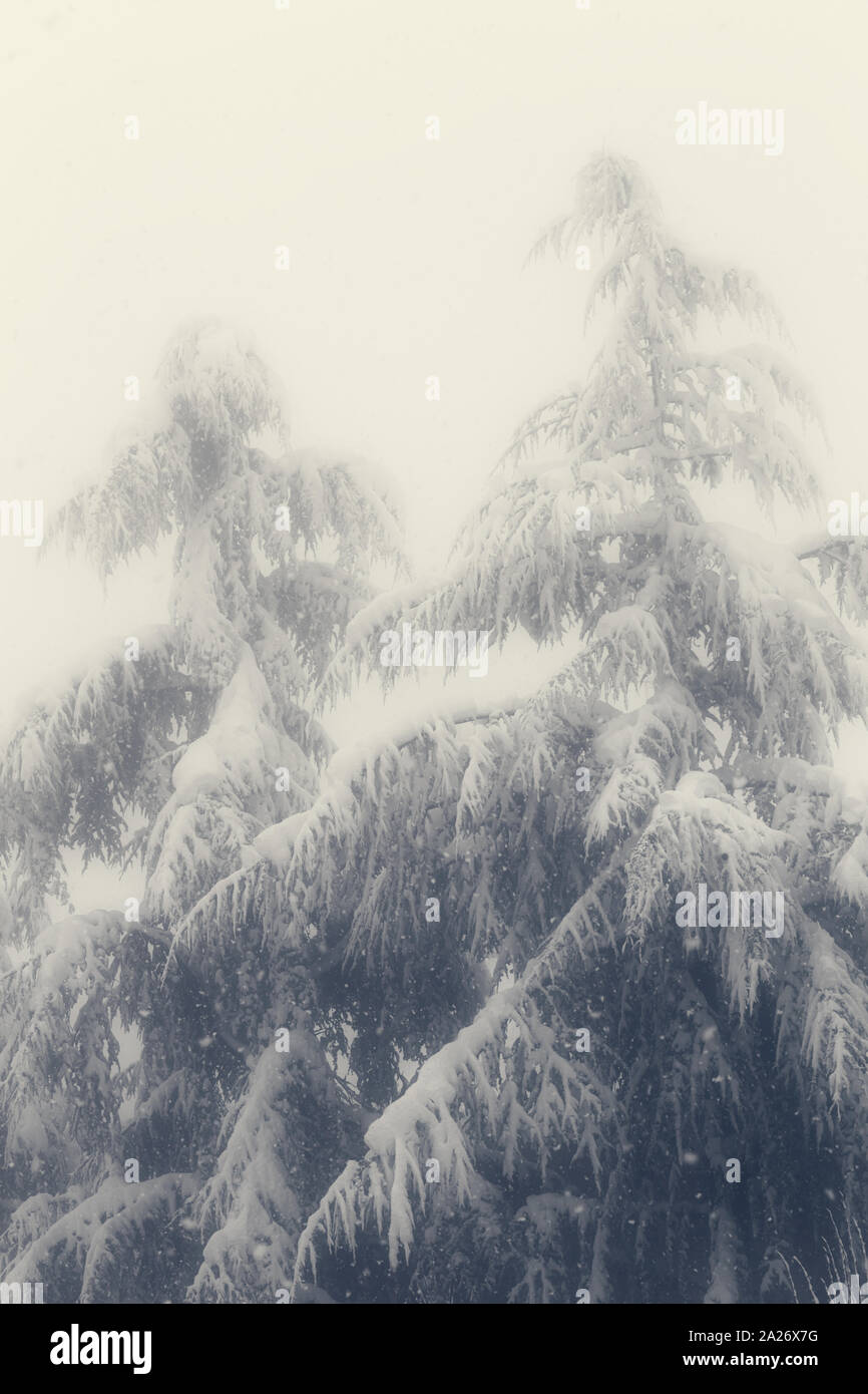 Winter landscape, pine trees in the fog Stock Photo - Alamy