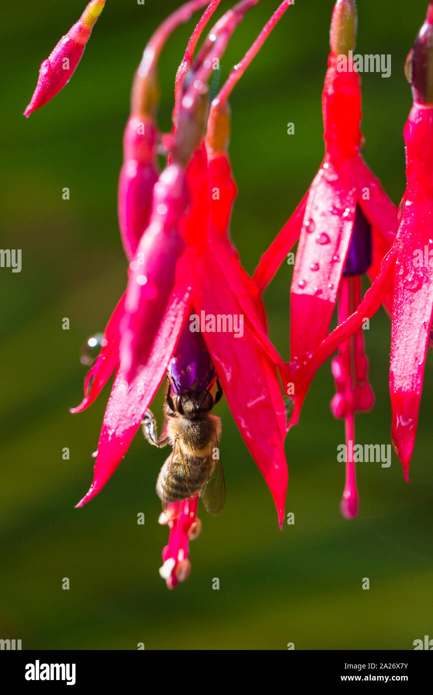 Red Insect During Rains Raining insects hi-res stock photography and images - Alamy