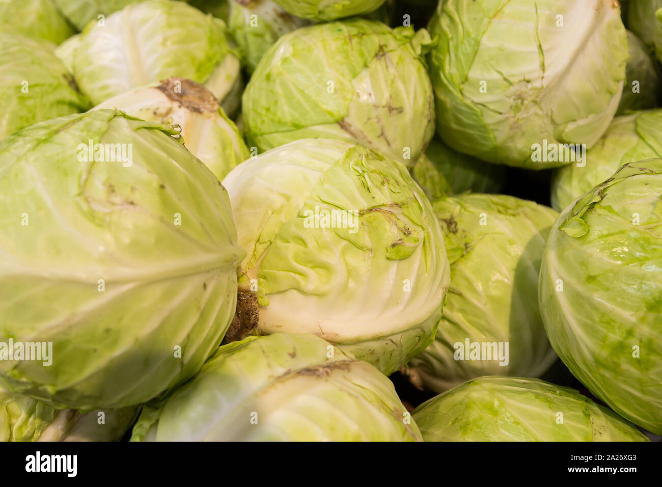 Fresh ripe cabbage heads for sale at farmer's market or supermarket
