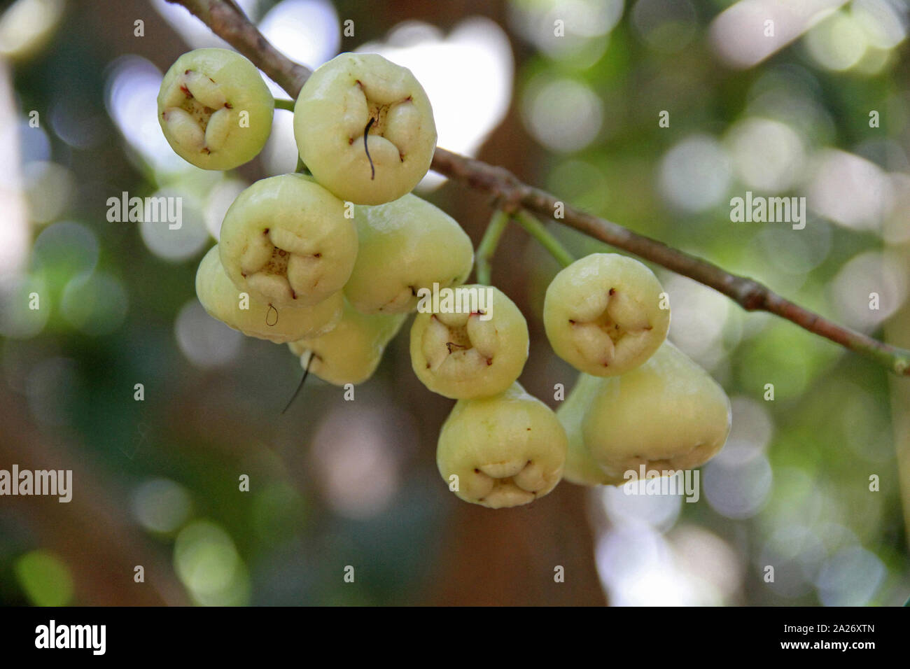 White malay apples on branch, Syzygium malaccense, Spice Farm, Zanzibar, Tanzania. Stock Photo