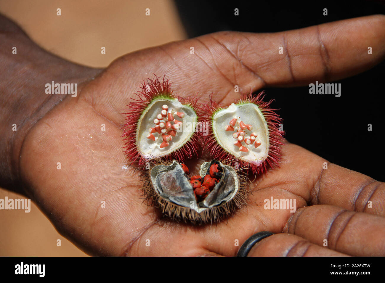 Ripe and dry hardened Achiotes aka lipstick tree fruits, (Bixa orellana), Spice Farm, Zanzibar, Tanzania. Stock Photo