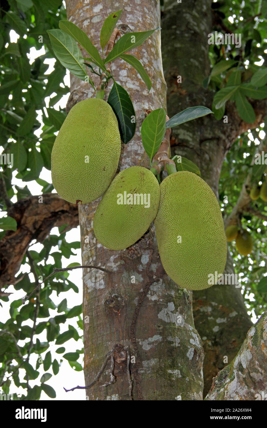 Three jackfruits in a jackfruit tree, Spice farm, Zanzibar, Unguja Island, Tanzania. Stock Photo
