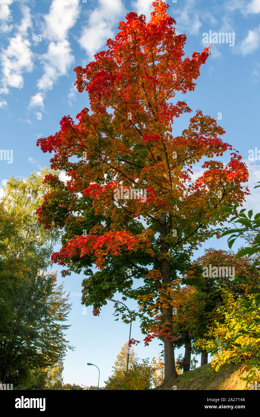 Broadleaf tree in autumn, Weitra, Waldviertel, Austria Stock Photo