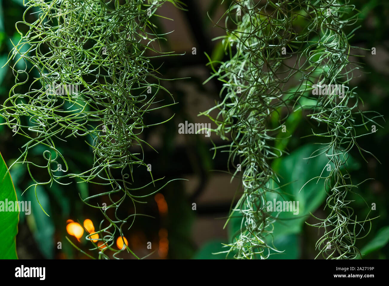 Hanging exotic spiral plant on the background of tropical plants