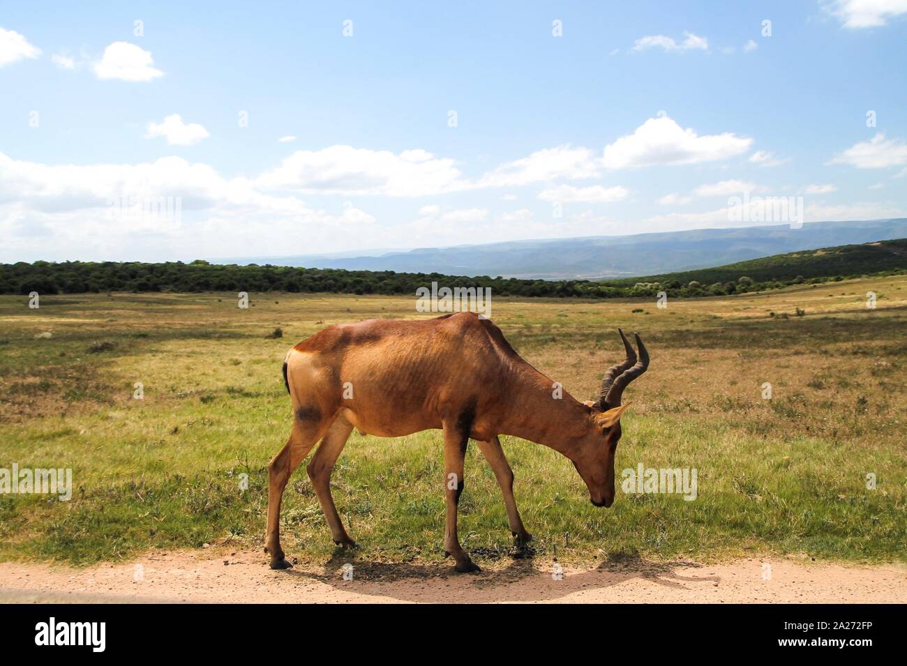 Antilope in grüner weiter Landschaft Stock Photo