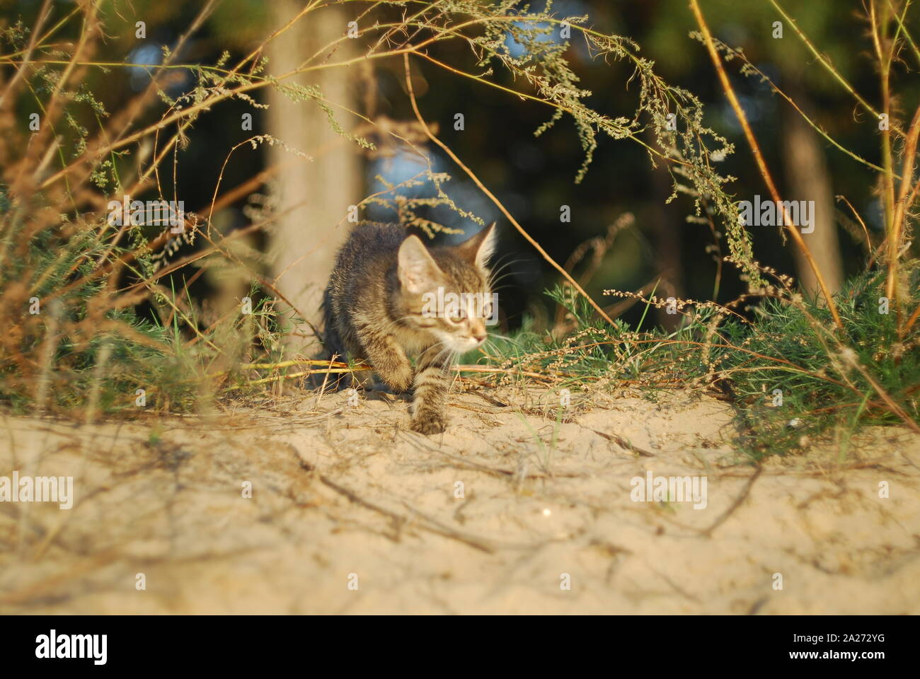 Young tabby kitten playing outside hi-res stock photography and images ...