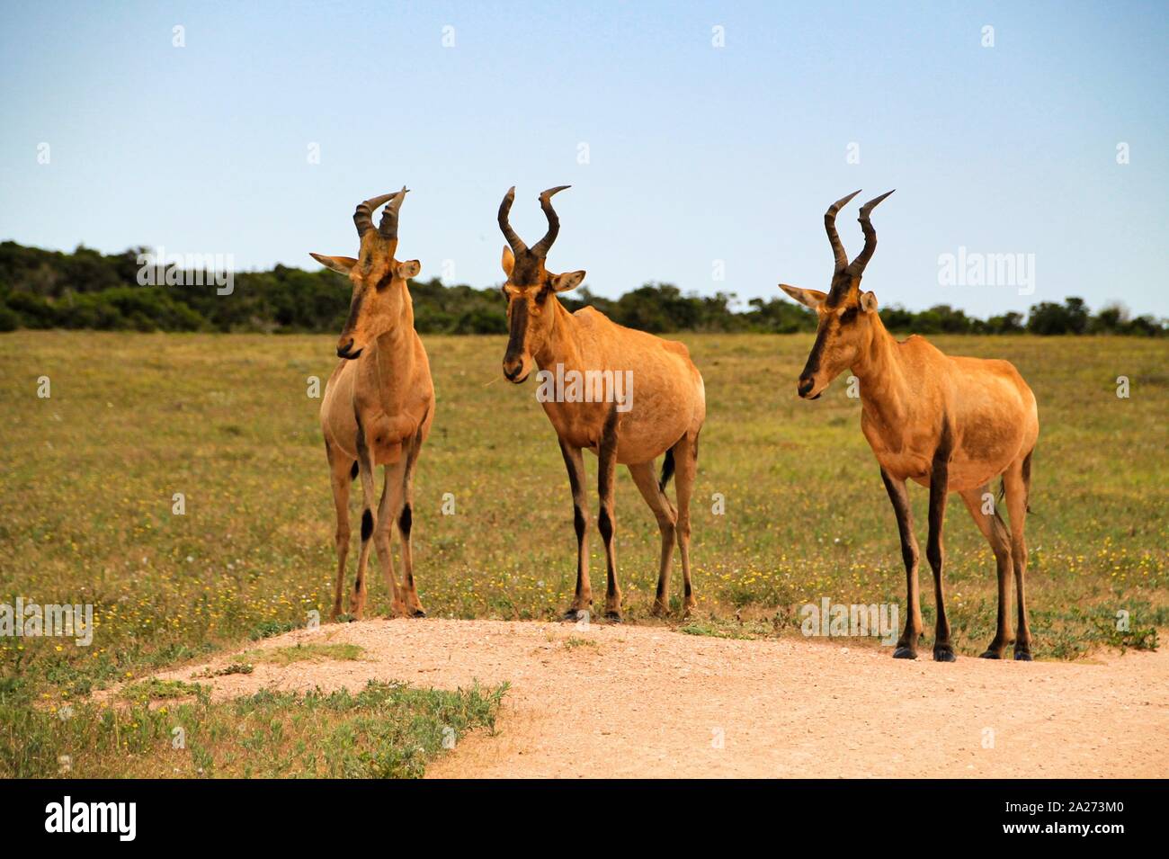 Drei Antilopen auf Hügel wachend Stock Photo