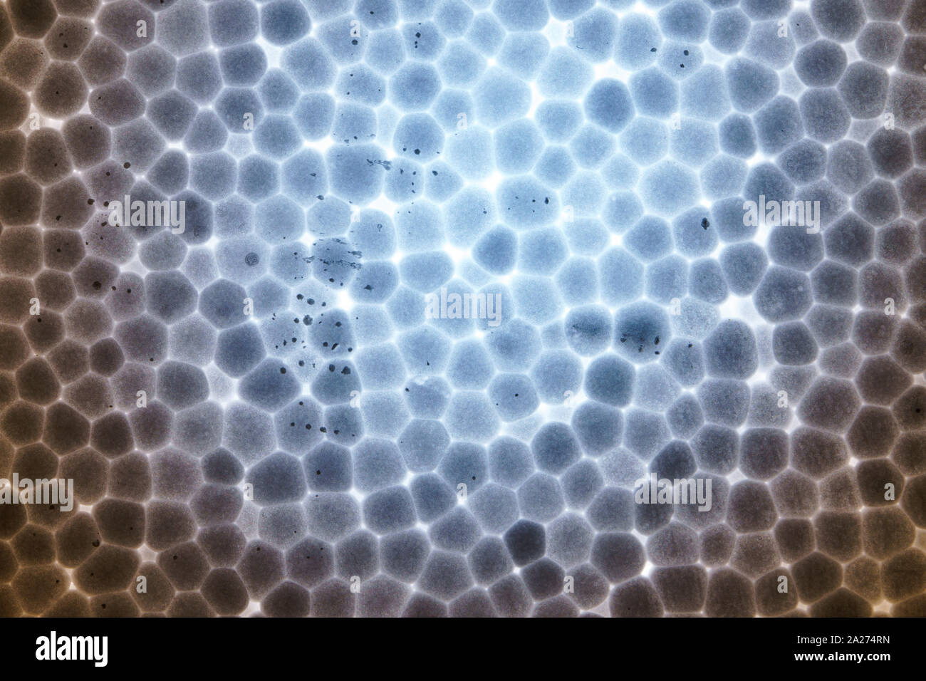 Polystyrene foam slice texture. Abstract background Stock Photo