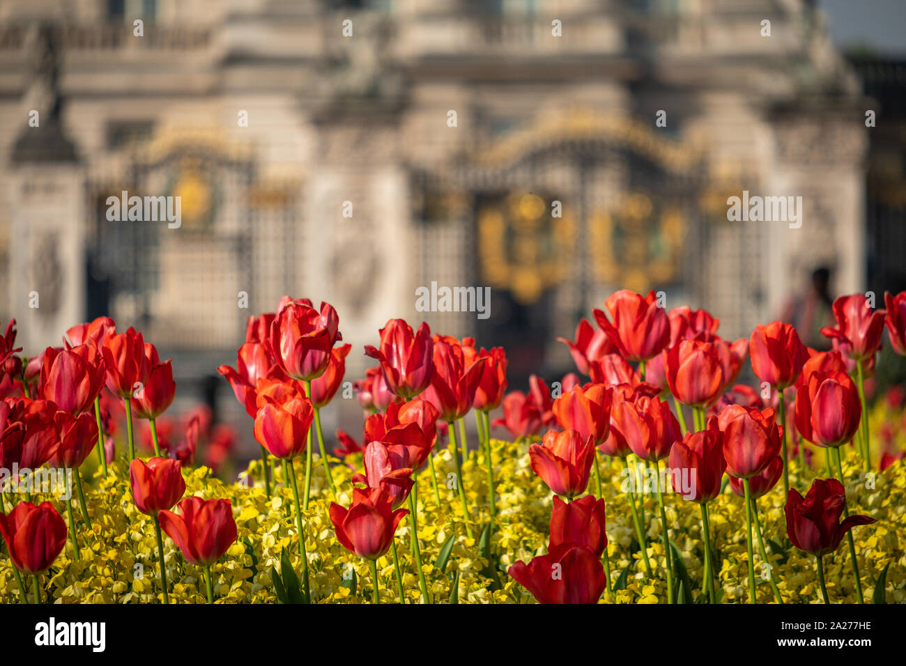 Telephoto shot of flowers in front of Buckingham Palace, London. The base of the Victoria Memorial and Palace are defocused in the background Stock Photo