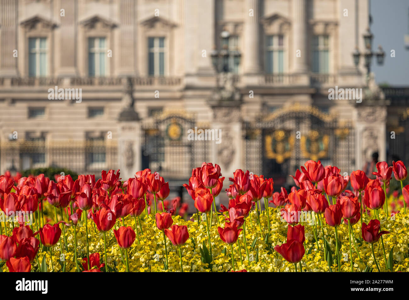 Telephoto shot of flowers in front of Buckingham Palace, London. The base of the Victoria Memorial and Palace are defocused in the background Stock Photo