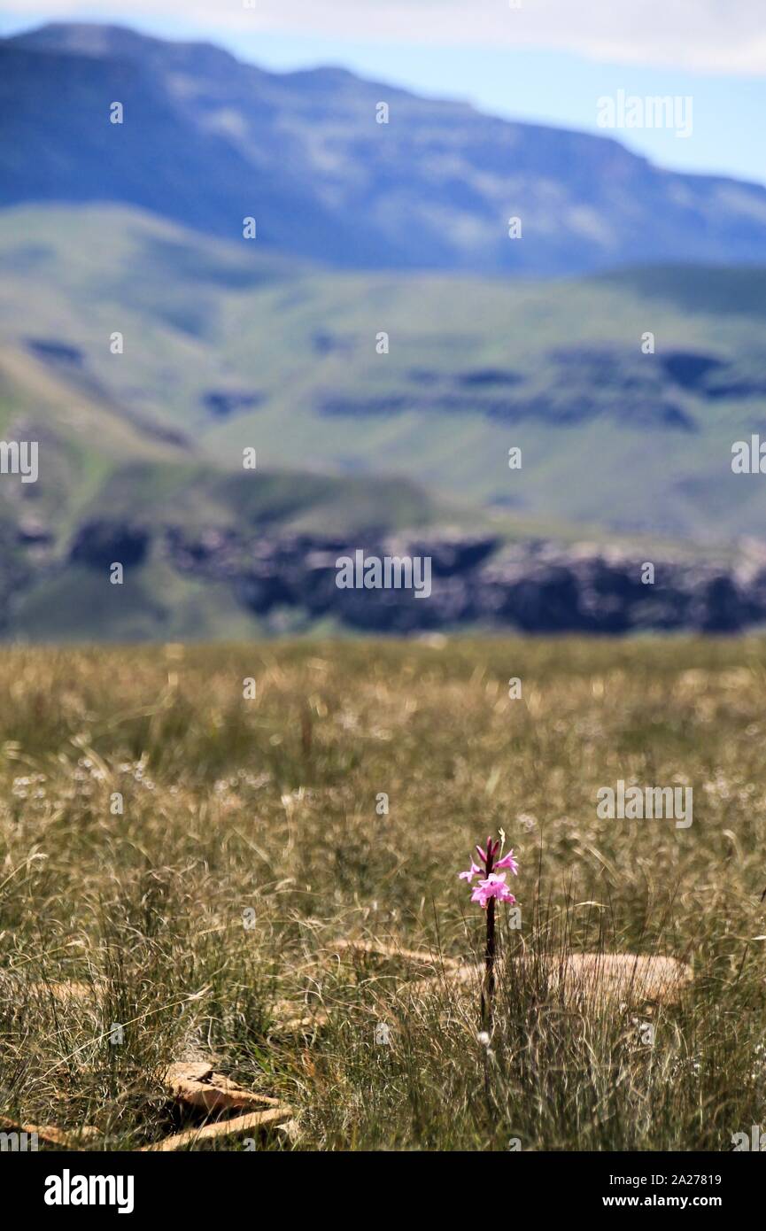 Alleinstehende blühende Pflanze im kargen Gebirge Südafrikas Stock Photo