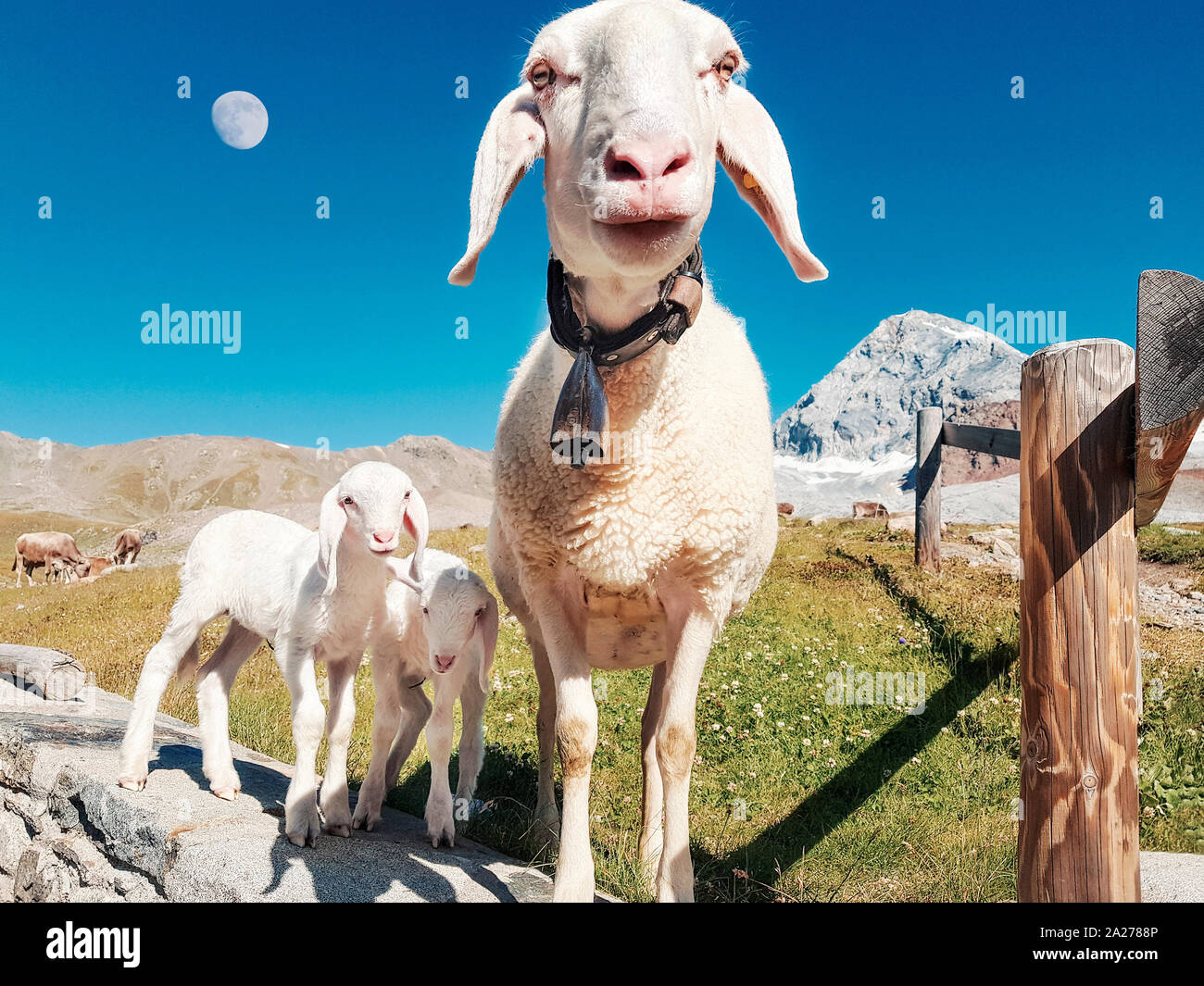 Sheep in alps hi-res stock photography and images - Alamy