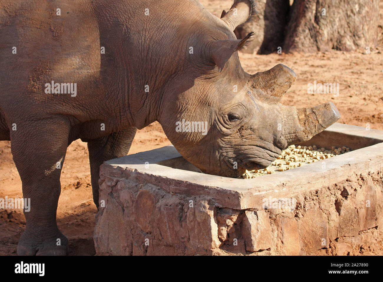 Black rhinoceros eating food from a feeding trough, Victoria Falls