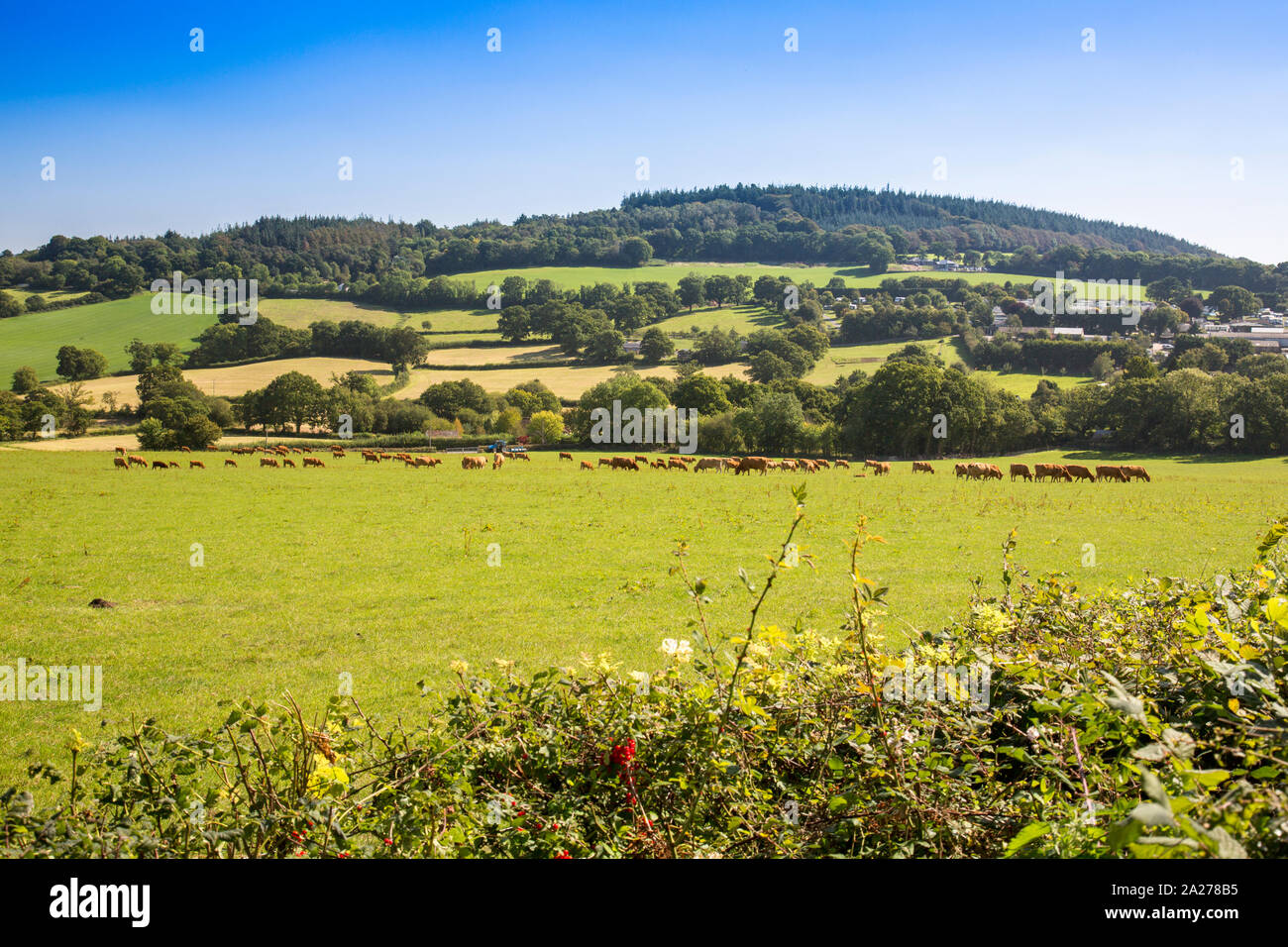 A herd of Devon Ruby Red dairy cows grazing on the slopes of Shute Hill, near Axminster, Devon, England, UK Stock Photo