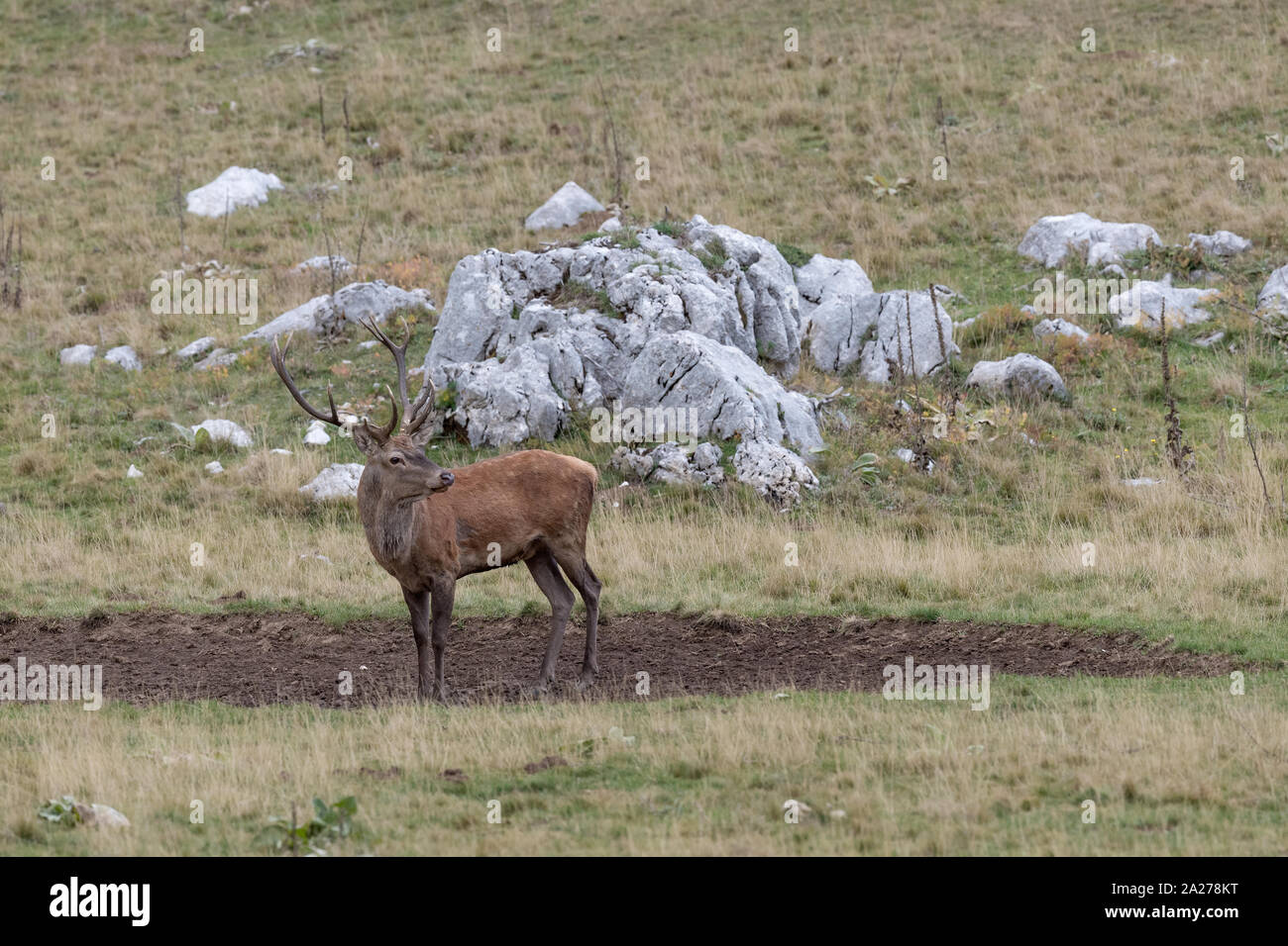 The Red deer in mud puddle Stock Photo Alamy