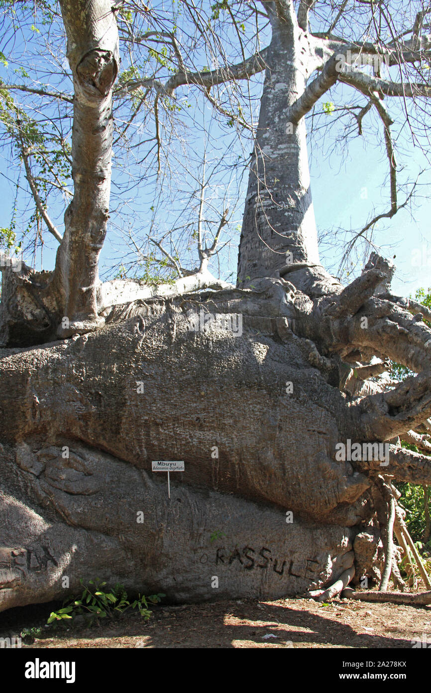 View of the base of a baobab tree, adansonia digitata, Zanzibar