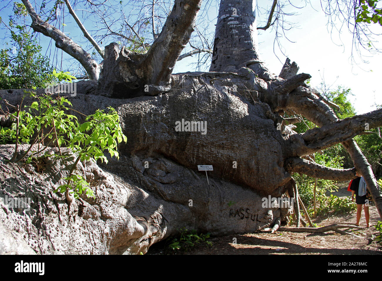 View of the base of a baobab tree, adansonia digitata, Zanzibar, Unguja Island, Tanzania. Stock Photo