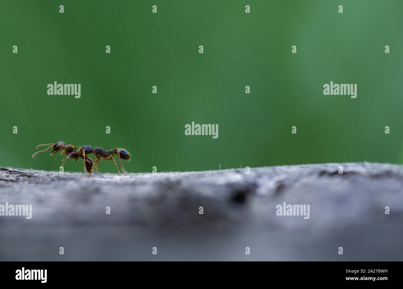 An ant carrying another ant on green background Stock Photo