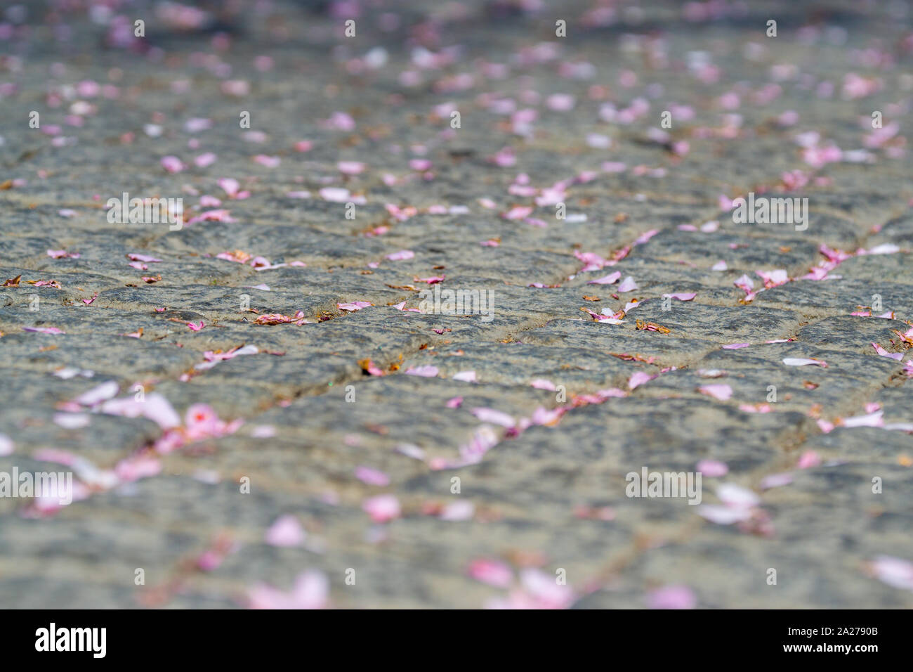 abstract background, flower petals on grey sidewalk Stock Photo