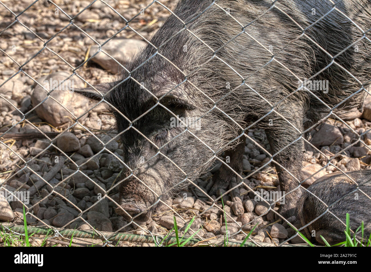 wild boar in a cage Stock Photo Alamy
