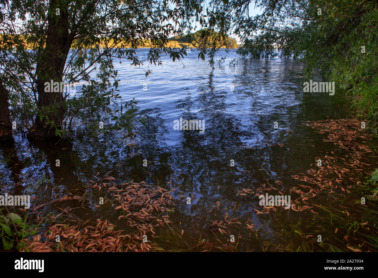 Dry tree branches over blue hi-res stock photography and images - Alamy