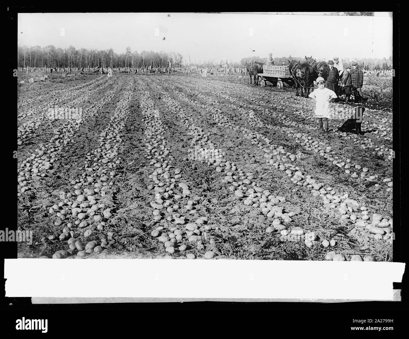 Field vegetable crops in Black and White Stock Photos & Images - Alamy