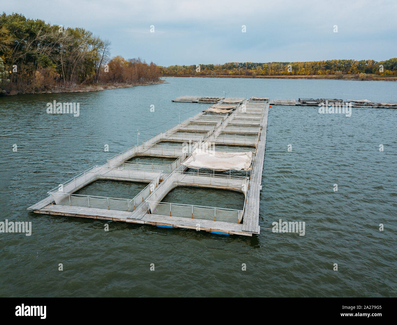 Cages for sturgeon fish farming in natural river or pond, aerial view