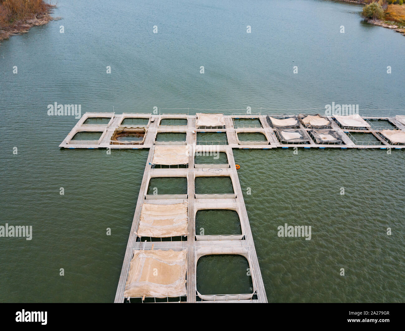 Cages for sturgeon fish farming in natural river or pond, aerial view