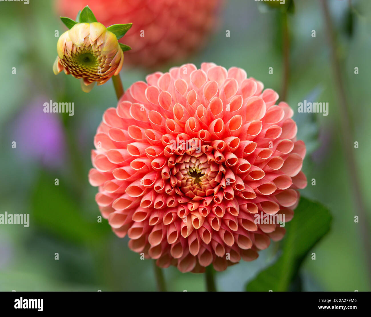 Flower of life sacred geometry hi-res stock photography and images - Alamy