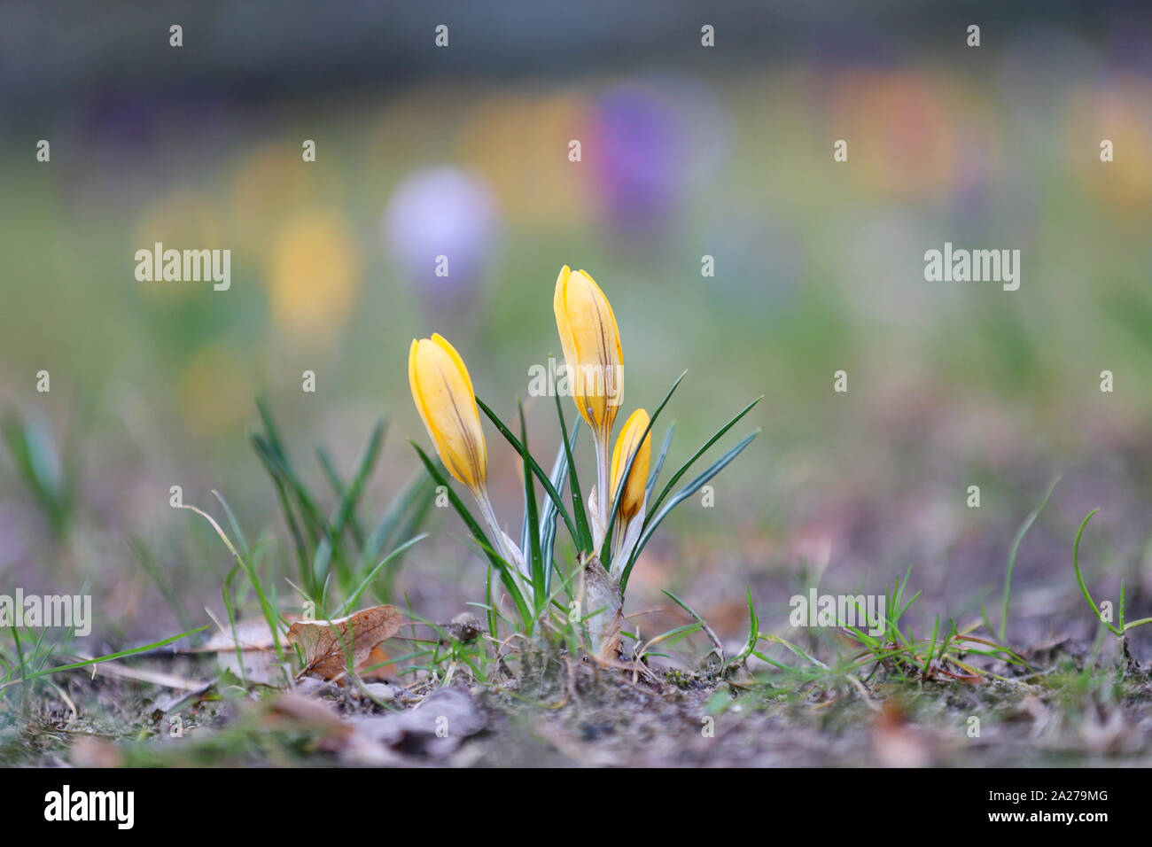crocus spring flower, yellow flower Stock Photo