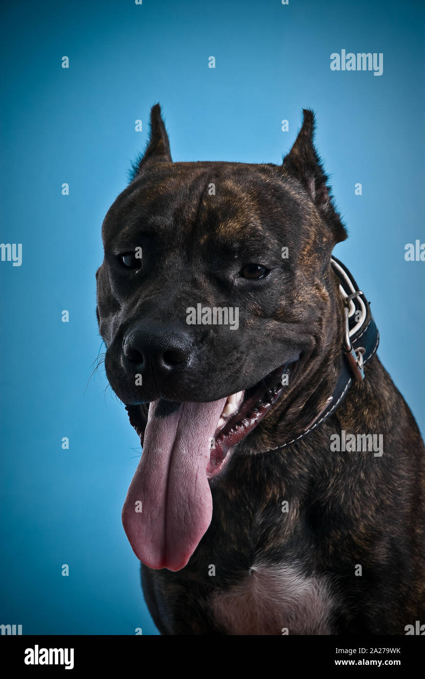 blue foam pitbull