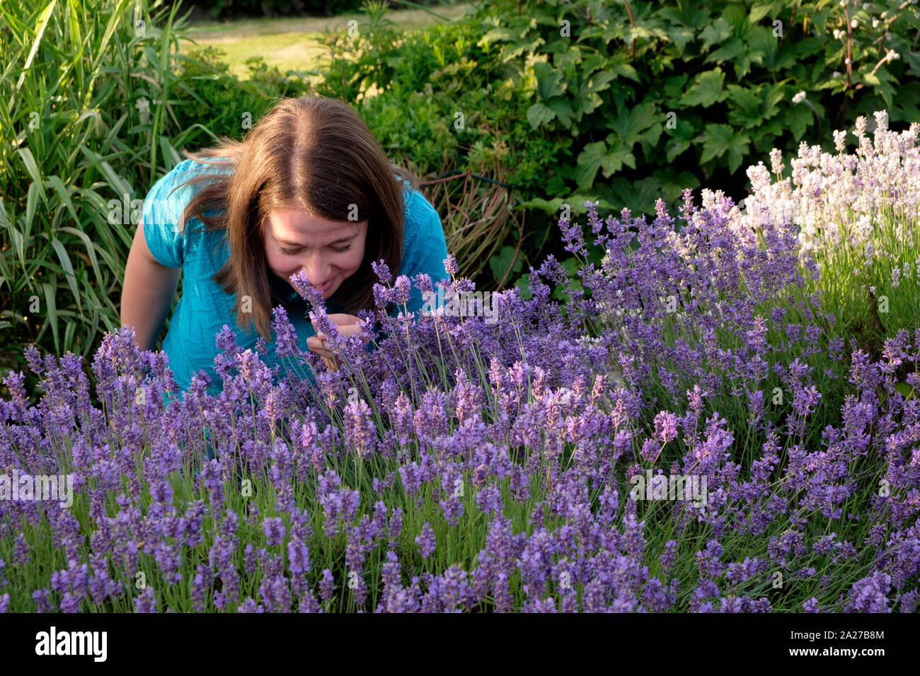 Woman in garden enjoying lavender scent, gardening outdoor as therapy for mental health and wellbeing Stock Photo