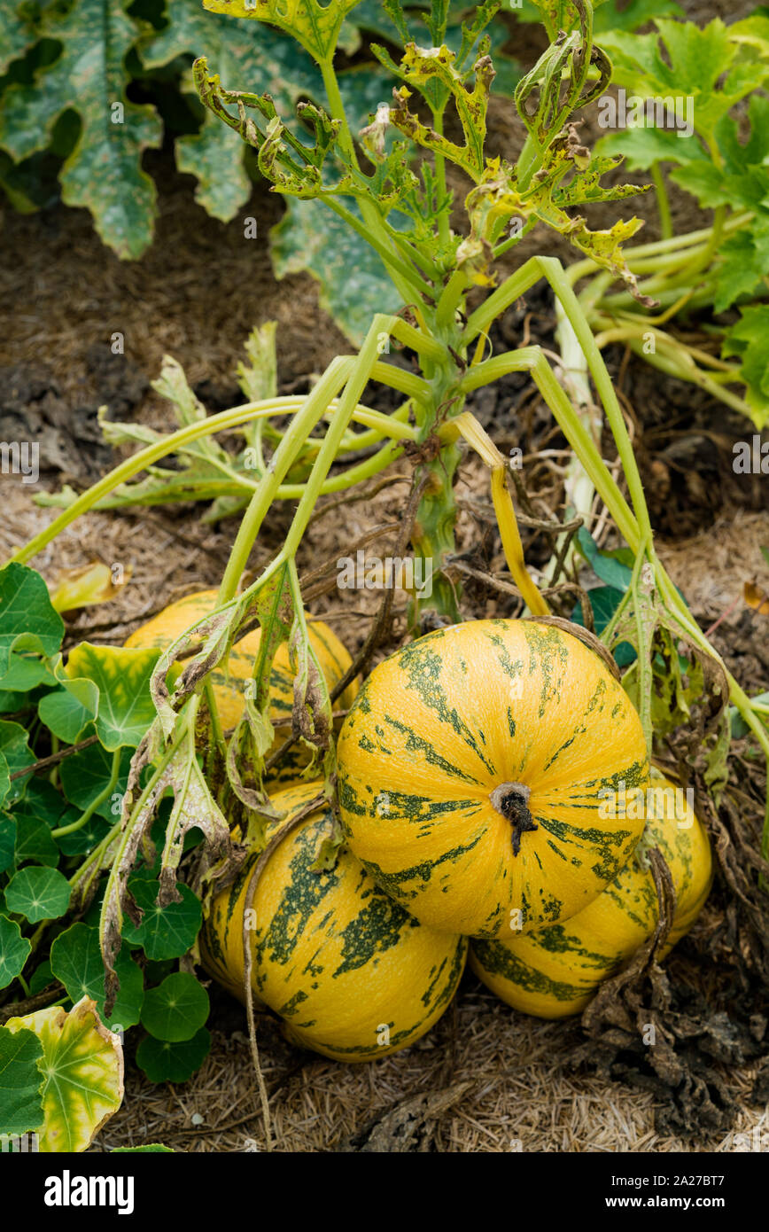 A close up view of large organic pumpkin ripening in a healthy and well ...