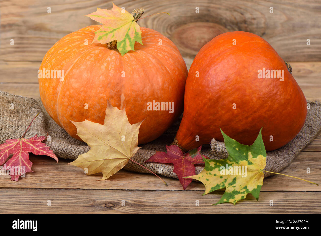 Two ripe pumpkins and autumn leaves on burlap on a wooden table. Copy ...