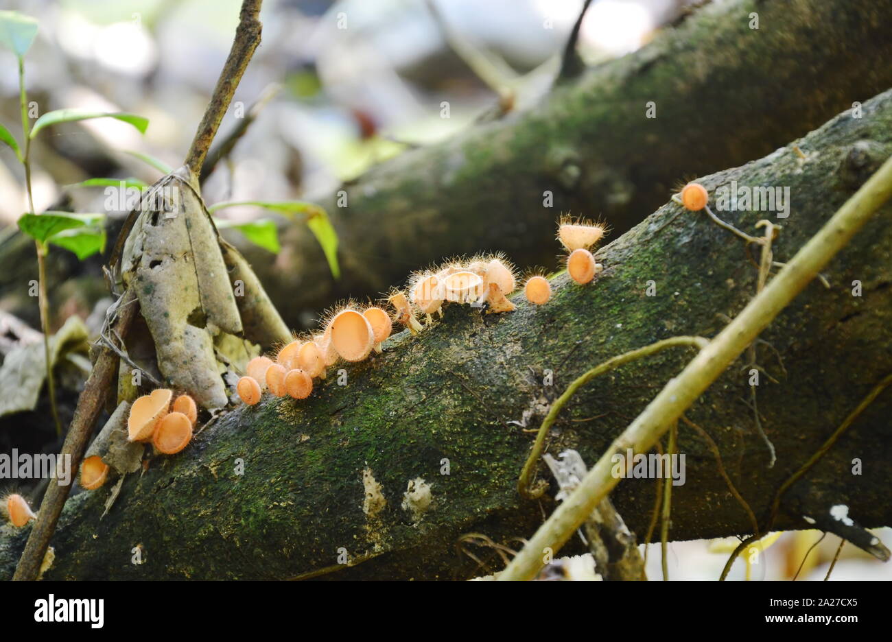 eyelash cup mushroom batch grow up on timber in the forest Stock Photo