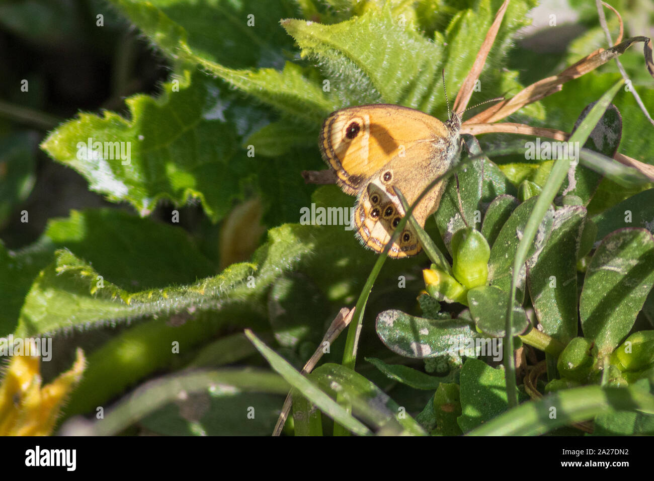 Coenonympha dorus, Dusky Heath Butterfly Stock Photo