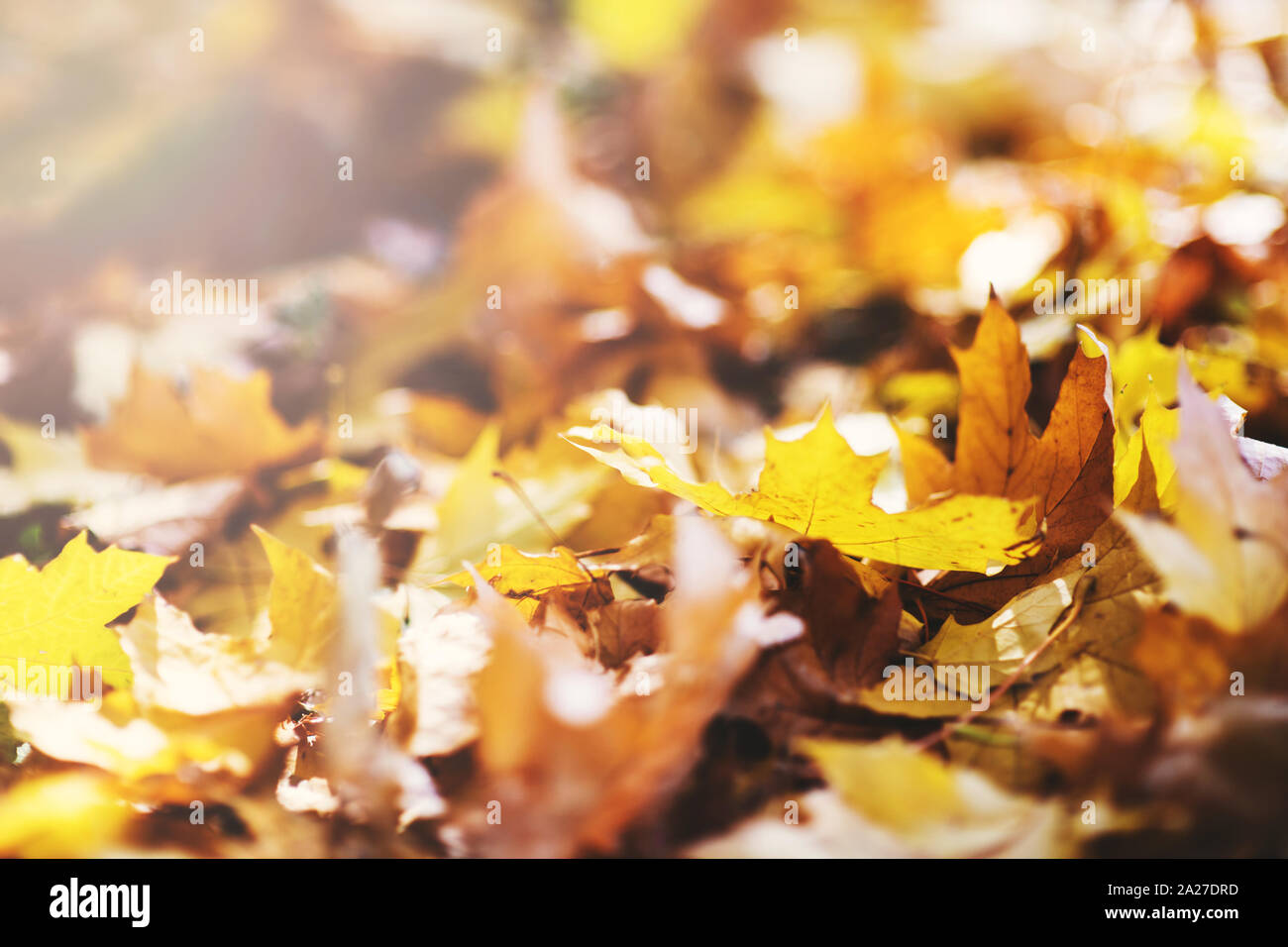 Colorful autumn leaves and an old maple tree hi-res stock photography ...